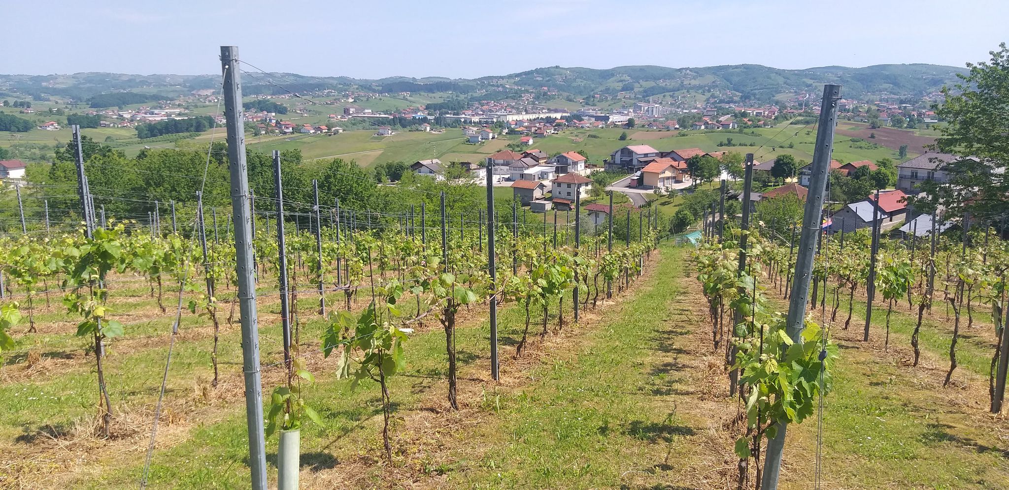 VINOVA LOZA CAZIN