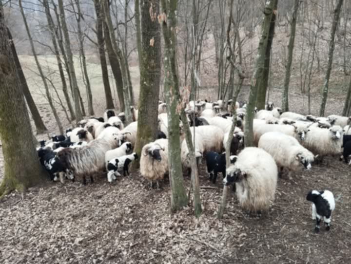 image-ca6cbb63-4589-4a8a-bbae-08de528f2fdc