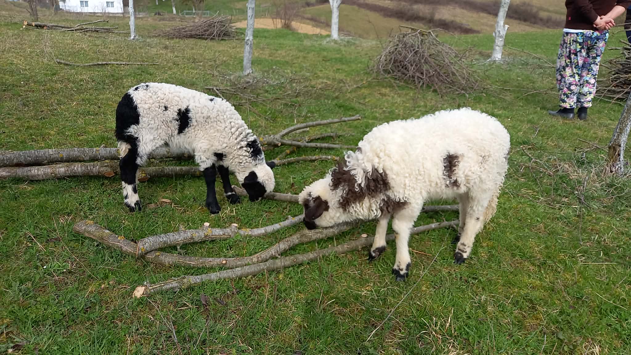 image-d7df4f07-d376-41b0-7b76-08de7dab62c8