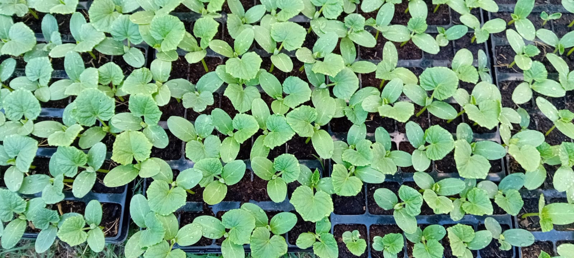 image-1b330468-fc85-405a-51d6-08de5d8a5c91