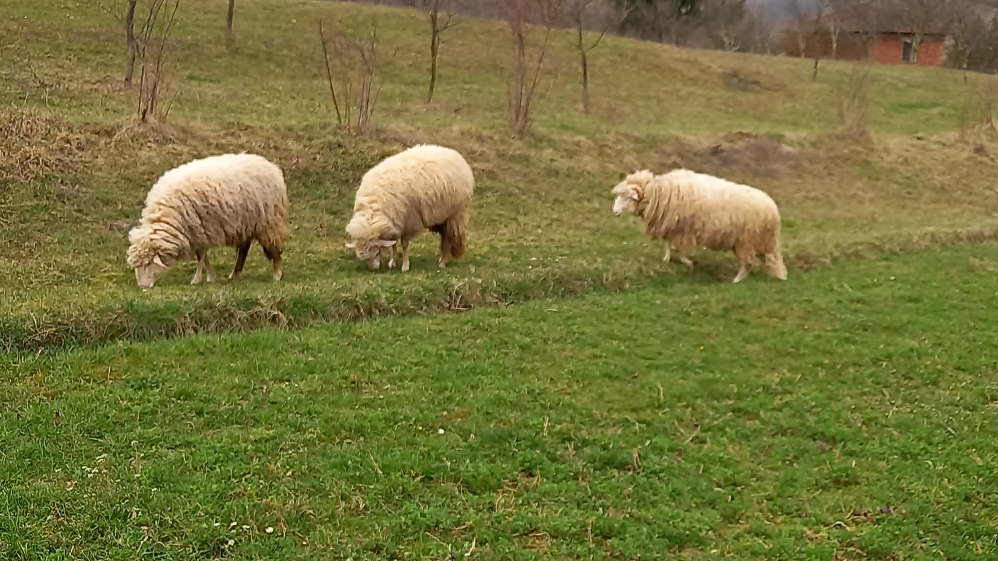 cdc0eef4-765b-4703-bfd4-08de995214ed-image